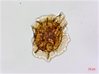 剪葉鐵角蕨藏品圖，第2張