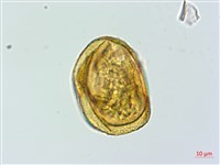 微彎假複葉耳蕨藏品圖，第1張