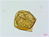 微彎假複葉耳蕨藏品圖，第3張