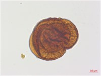 臺灣腫足蕨藏品圖，第2張