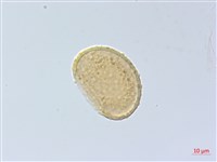 紅柄蹄蓋蕨藏品圖，第1張