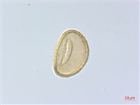 紅柄蹄蓋蕨藏品圖，第2張