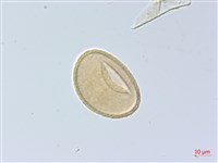 紅柄蹄蓋蕨藏品圖，第3張