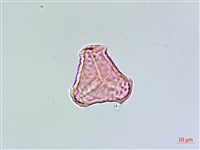 反捲葉石杉藏品圖，第1張
