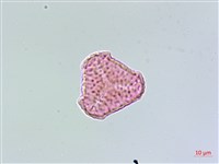 反捲葉石杉藏品圖，第3張