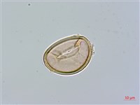 紅柄蹄蓋蕨藏品圖，第2張