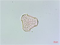 蛇足石杉、千層塔藏品圖，第1張