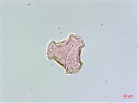 蛇足石杉、千層塔藏品圖，第2張