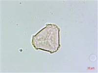 蛇足石杉、千層塔藏品圖，第3張