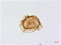 生芽鐵角蕨藏品圖，第2張