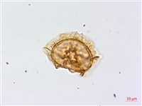 生芽鐵角蕨藏品圖，第3張