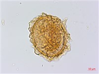 雲南三叉蕨藏品圖，第2張