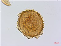 雲南三叉蕨藏品圖，第3張