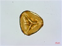 細毛碗蕨藏品圖，第1張