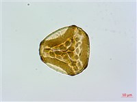 細毛碗蕨藏品圖，第2張