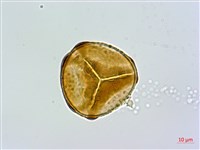 細毛碗蕨藏品圖，第3張