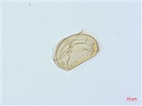 廣葉鋸齒雙蓋蕨藏品圖，第1張