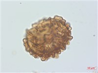 南洋假鱗毛蕨、波氏蹄蓋蕨藏品圖，第3張