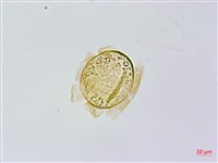 烏毛蕨藏品圖，第3張