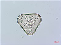 邊緣鱗蓋蕨藏品圖，第1張