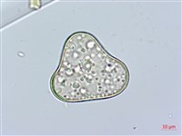 邊緣鱗蓋蕨藏品圖，第2張