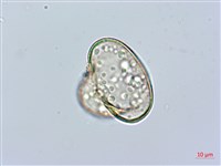 邊緣鱗蓋蕨藏品圖，第3張