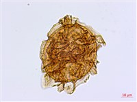 大蓬萊鐵角蕨藏品圖，第1張