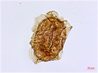 大蓬萊鐵角蕨藏品圖，第2張