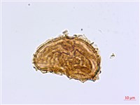 大蓬萊鐵角蕨藏品圖，第3張