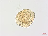 黃腺羽蕨藏品圖，第1張