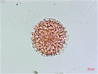 假石松藏品圖，第1張