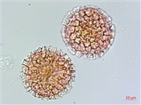 假石松藏品圖，第2張