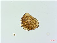 細葉複葉耳蕨藏品圖，第3張