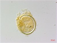 南投三叉蕨藏品圖，第2張