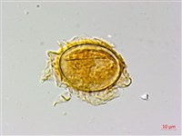 南投三叉蕨藏品圖，第3張