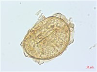奄美雙蓋蕨藏品圖，第3張
