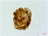 登錄號:P019440藏品圖，第1張