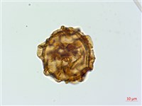 登錄號:P019440藏品圖，第2張