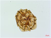 登錄號:P019440藏品圖，第3張