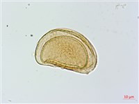 蓬萊蹄蓋蕨藏品圖，第1張