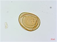 蓬萊蹄蓋蕨藏品圖，第2張