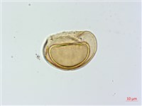 蓬萊蹄蓋蕨藏品圖，第3張