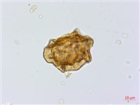 細葉複葉耳蕨藏品圖，第1張