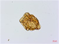 細葉複葉耳蕨藏品圖，第2張