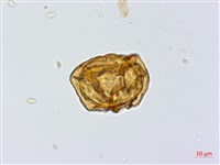 細葉複葉耳蕨藏品圖，第3張