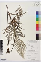 粉葉蕨藏品圖，第1張