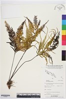 登錄號:P019828藏品圖，第1張