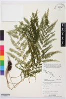 登錄號:P019829藏品圖，第1張