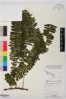 登錄號:P019832藏品圖，第1張