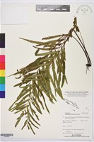 登錄號:P019833藏品圖，第1張